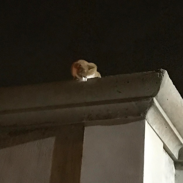 Pequeño gato en el borde de una pared