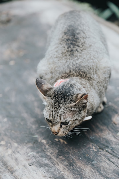 Pequeño gato en busca de comida en el suelo.