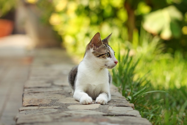 Pequeño gato callejero tirado en el bordillo del pavimento de ladrillo, estacione detrás de ella.