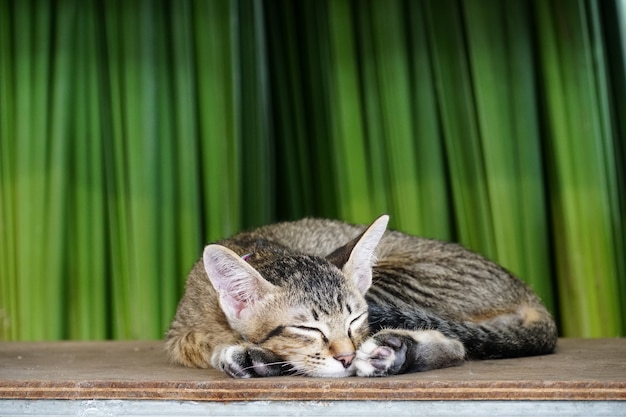 Pequeño gato duerme en el tablón de madera