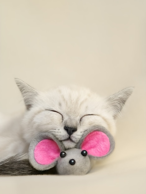 Pequeño gato escocés durmiendo lindo biege con ratón de juguete gris sobre el fondo beige Enfoque suave