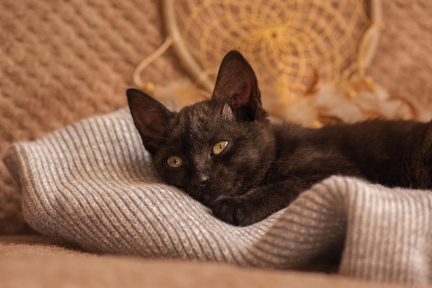 El pequeño gato está acurrucado en una cama blanda mientras intenta dormir