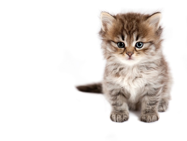 El pequeño gato está aislado en un fondo blanco.