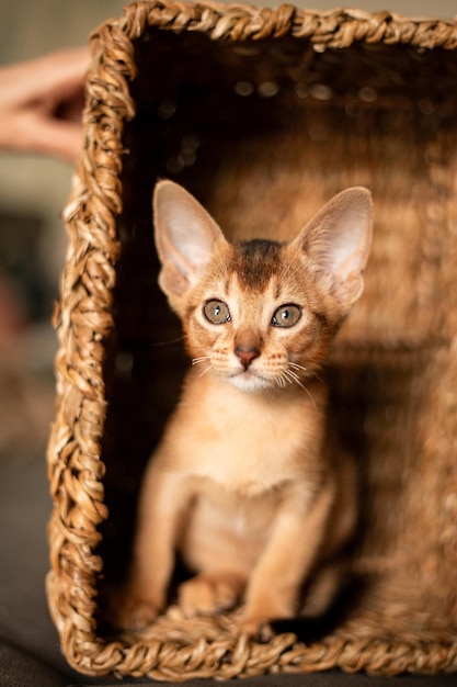 Pequeno gato gatinho da raça Abissínia sentado em mordidas cesta marrom olha para cima Pele engraçada