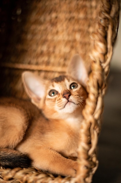 Pequeno gato gatinho da raça Abissínia sentado em mordidas cesta marrom olha para cima Pele engraçada