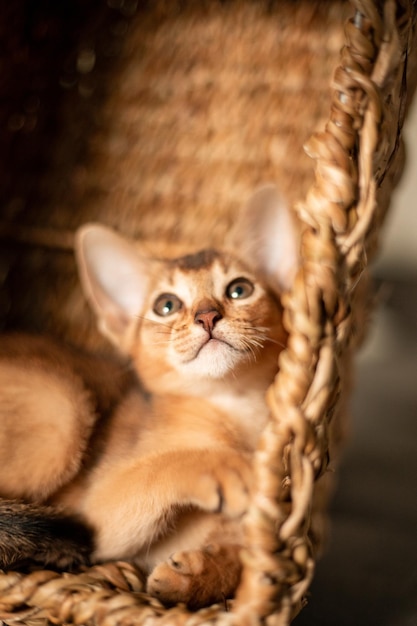 Pequeño gato gatito de raza abisinia sentado en una cesta marrón de mimbre de mordeduras mira hacia arriba Piel divertida
