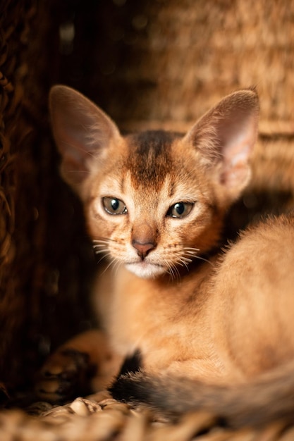 Foto pequeño gato gatito de raza abisinia sentado en una cesta marrón de mimbre de mordeduras mira hacia arriba piel divertida