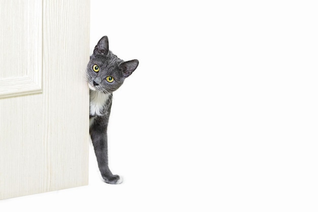 Un pequeño gato gris se asoma por detrás de la puerta aislado sobre fondo  blanco.