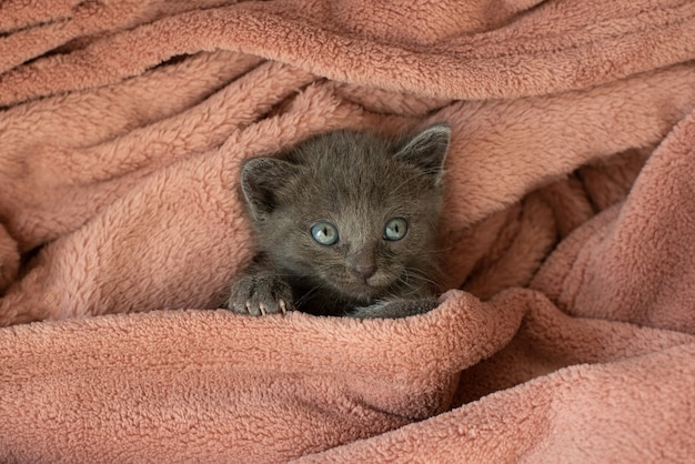 Pequeño gato gris en una manta rosa bosteza.