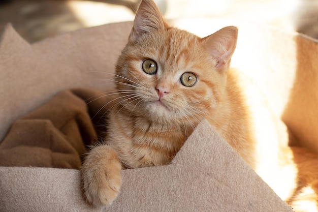 Pequeño gato jengibre sentado en su sofá