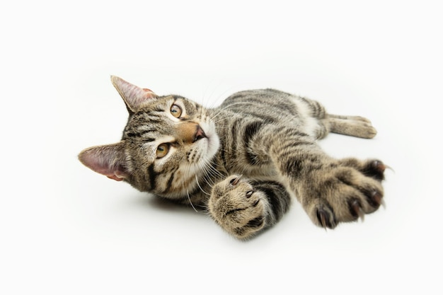 Pequeño gato juguetón que muestra patas y garras aislado en fondo blanco