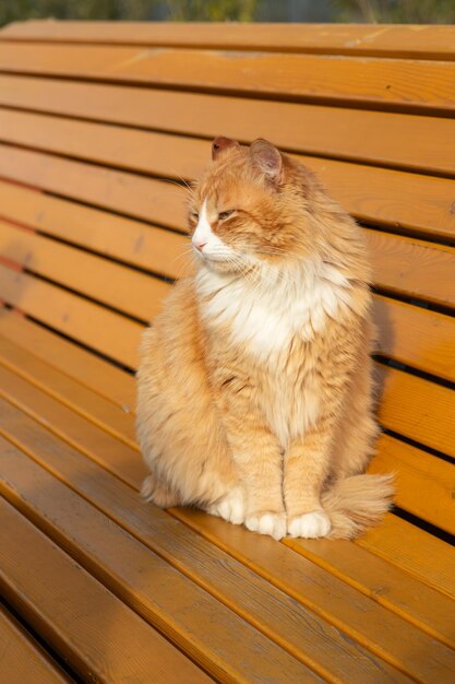 Pequeno gato laranja ao ar livre posa para uma foto e senta-se em um banco de madeira em um dia ensolarado