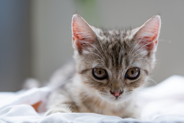 Pequeño gato lindo precioso en el fondo blanco