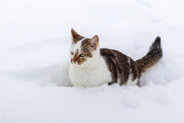 Pequeno gato malhado no inverno na neve branca