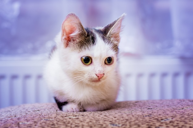 Un pequeño gato manchado blanco está sentado en la habitación