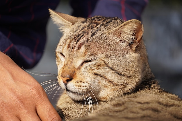 Pequeño gato marrón sentado y ojos cerrados