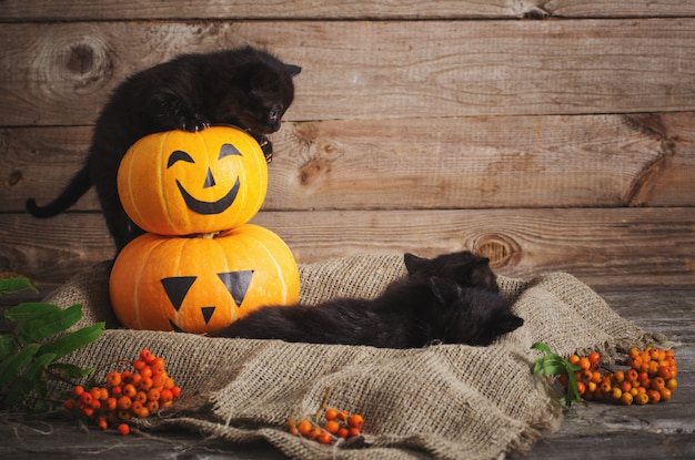 Pequeño gato negro con calabazas de halloween