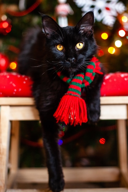 Pequeño gato negro Maine Coon con bufanda roja y verde cerca del árbol de Navidad