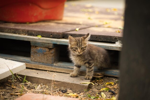 un pequeño gato peludo posando para la cámara y mirando con sus lindos ojos amarillos