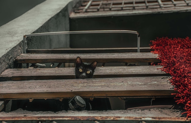 Pequeno gato preto bonito olha da varanda para a rua.