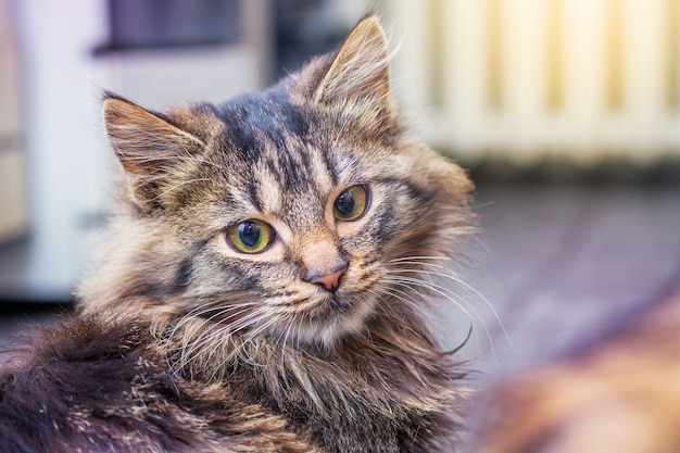 Pequeño gato rayado esponjoso en la habitación, retrato de cerca