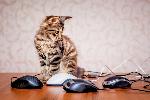 Un pequeño gato rayado mira ratones de computadora