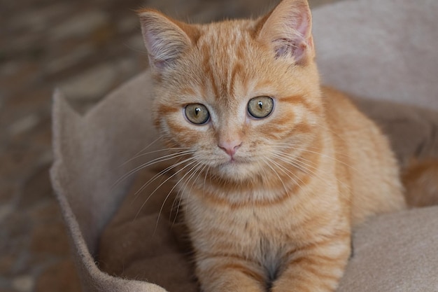 Pequeno gato ruivo sentado em seu sofá