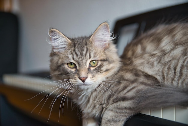 Pequeño gato siberiano cerca de un piano el gato que ama la música Imagen de fondo Fluffy Cat