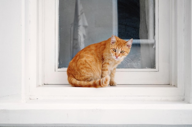 Pequeno gato vermelho sentado na janela foco suave