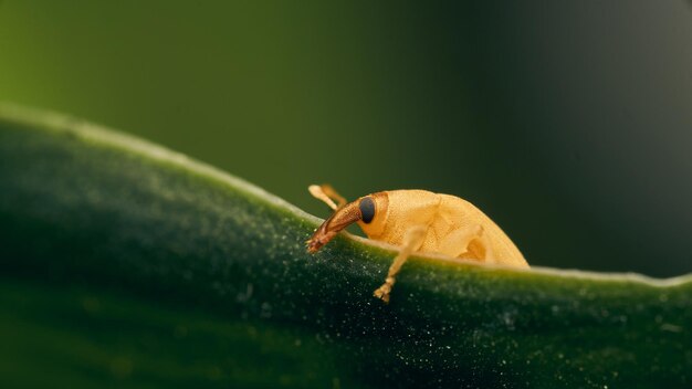 Pequeño gorgojo caminando sobre una hoja verde