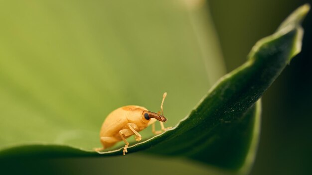 Pequeno gorgulho andando em uma folha verde