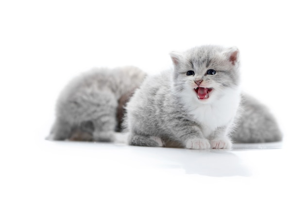 Pequeño gracioso gatito gris maullando mientras posando con otros gatitos adorables en la foto