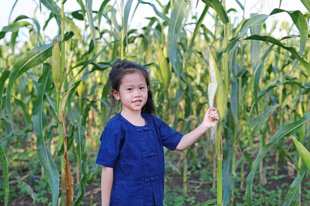 El pequeño granjero cosecha maíz fresco en la plantación de la agricultura.