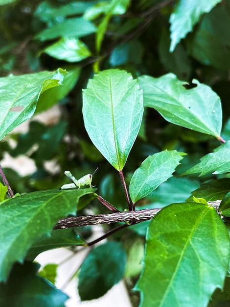 Un pequeño grillo en una hoja verde