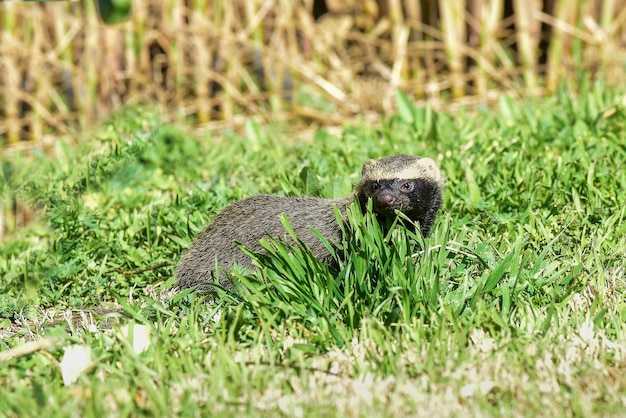 Foto pequeno grisonpampas patagônia argentina