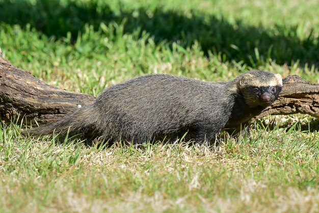 Foto pequeno grisonpampas patagônia argentina