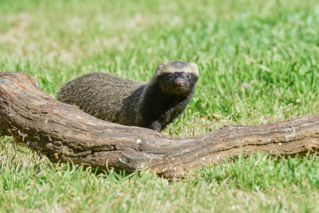 Foto pequeno grisonpampas patagônia argentina