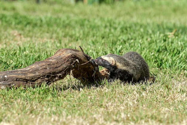 Foto pequeno grisonpampas patagônia argentina