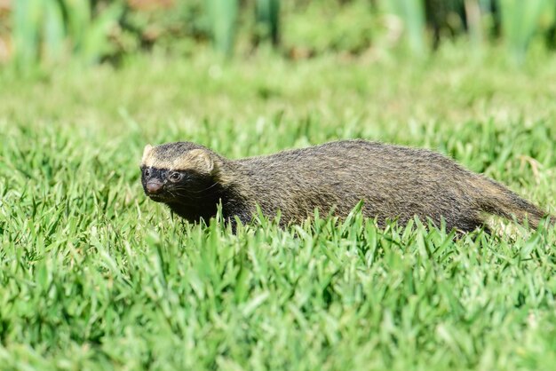 Foto pequeno grisonpampas patagônia argentina