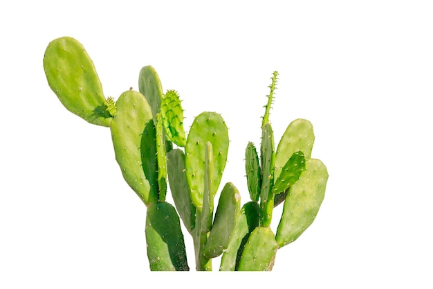 Pequeño grupo de cactus desierto planta espinas puntiagudas arbusto aislado sobre fondo blanco