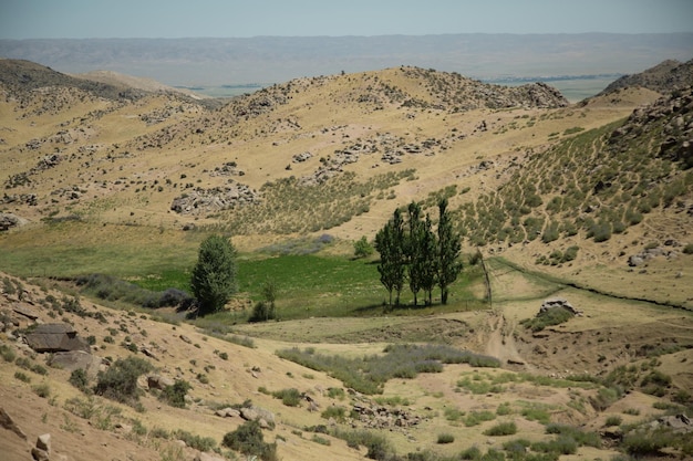 Pequeno grupo de árvores em uma montanha