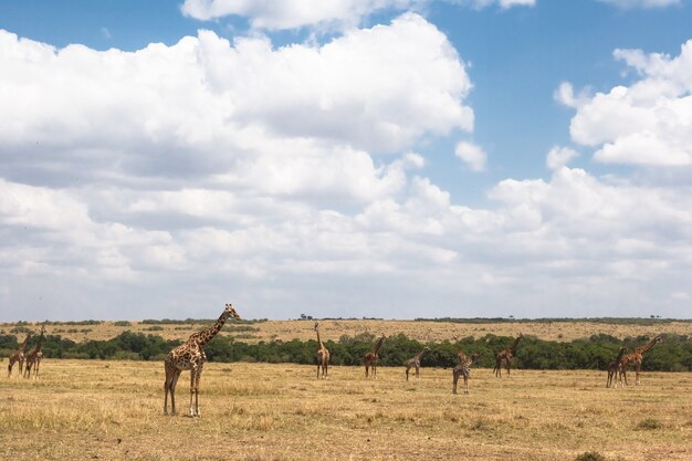 Pequeno grupo de girafas Masai na savana