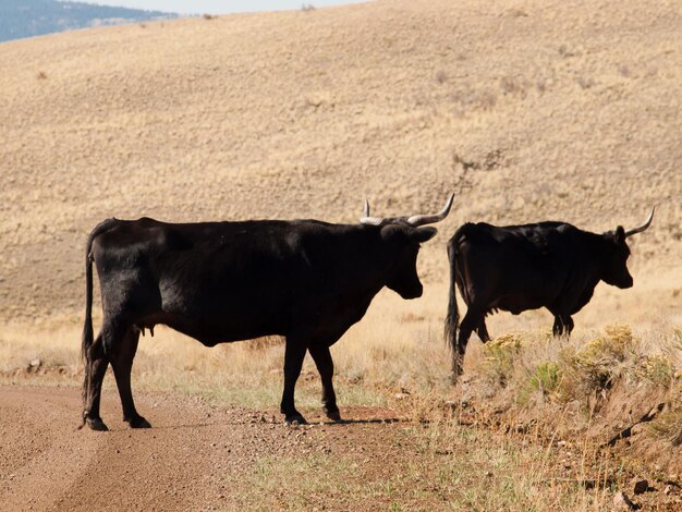 Pequeño grupo de ganado doméstico caminando por el campo de hierba en Colorado.