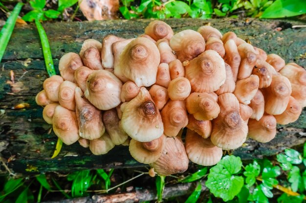 pequeño grupo de setas en un tronco de árbol en la vista del bosque verde desde arriba