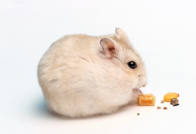 Pequeño hámster come alimentos secos sobre fondo blanco de cerca, vista lateral