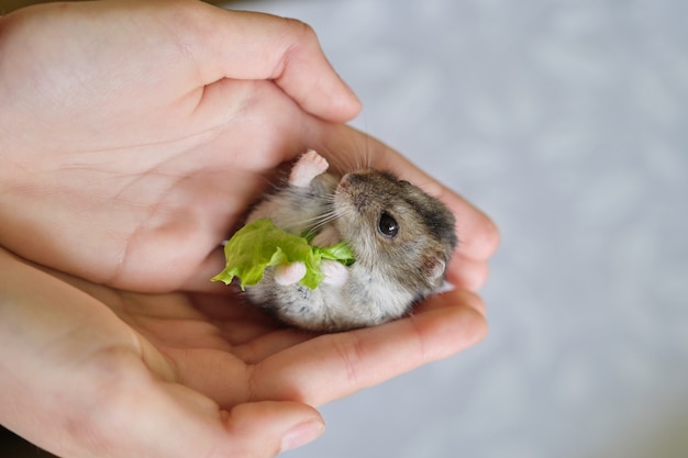 Pequeno hamster Dzungarian cinza fofo comendo folha verde de alface na mão de uma criança, close-up