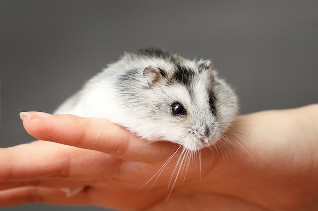 Pequeño hámster enano gris en la mano de la mujer. Retrato de primer plano Phodopus sungorus.