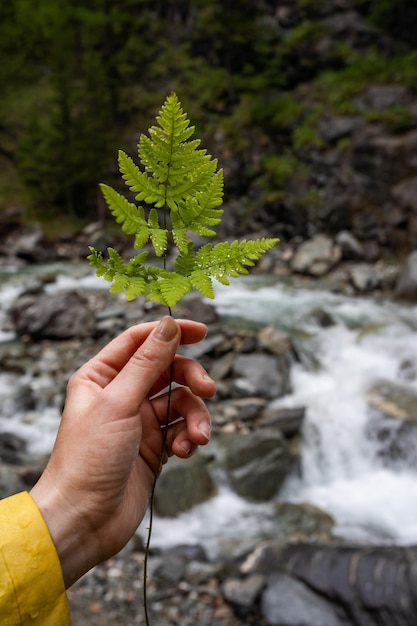 Foto pequeño helecho verde en la mano del viajero contra el fondo de un río de montaña y grandes piedras. recolección de plantas en el bosque. disfrute de la belleza de la naturaleza. primer plano, fondo borroso.