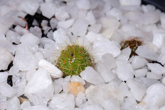 Pequeño y hermoso cactus verde de espinas blancas con enfoque selectivo