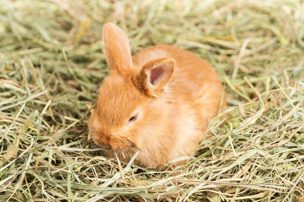 Pequeño y hermoso conejo pelirrojo se sienta en el heno y se lo come, de cerca